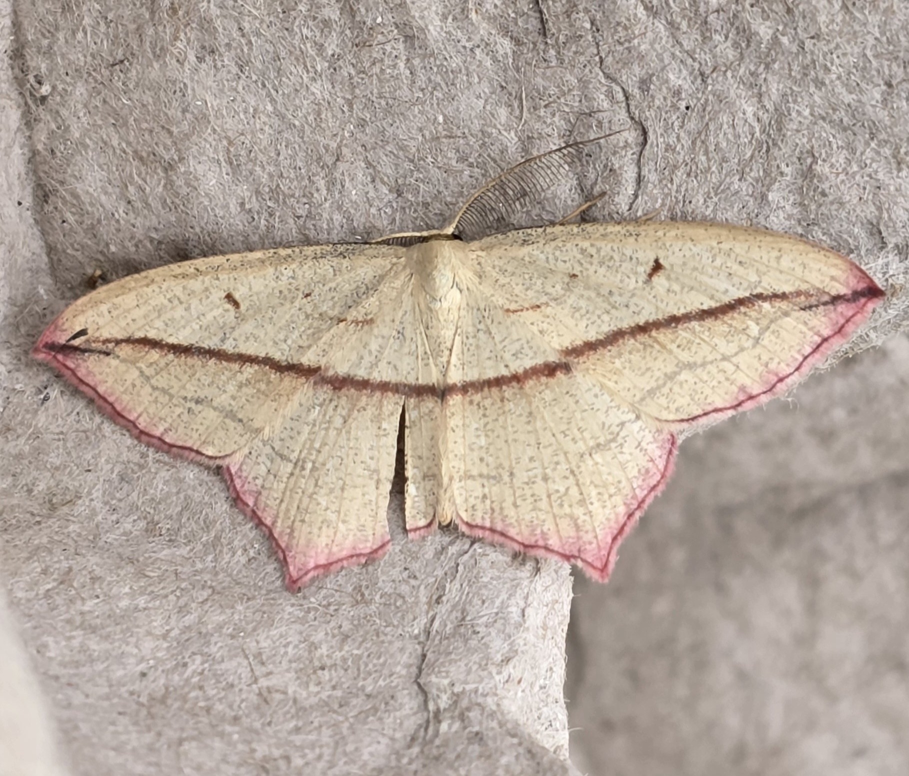 Photo of Blood-vein (Timandra comae)
